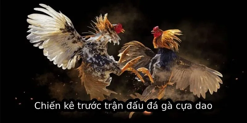 Chiến kê trước trận đấu đá gà cựa dao